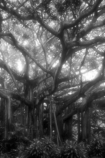 Forever and Forever Poster