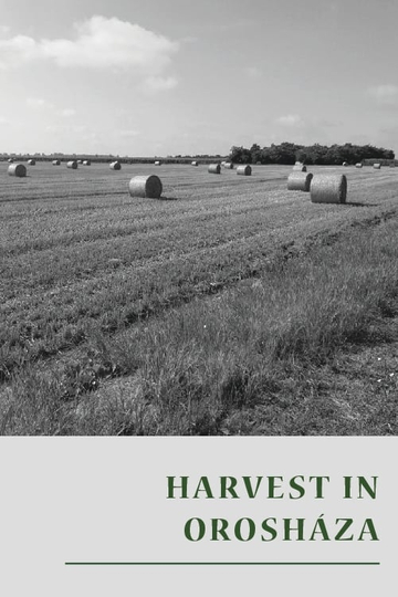 Harvest in Orosháza