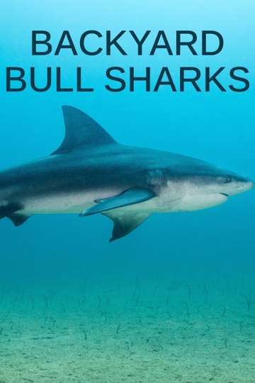 Backyard Bull Sharks Poster
