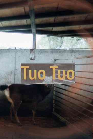 Tuo Tuo Poster