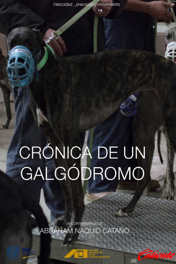 Crónica de un galgódromo