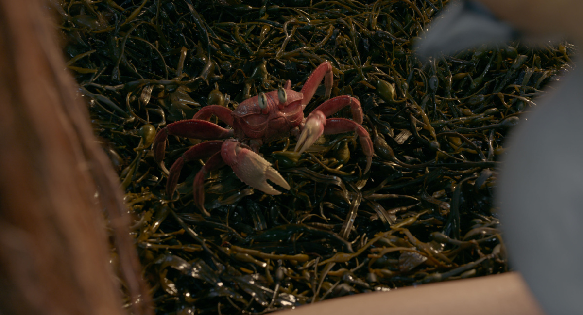Halle Bailey as Ariel, Sebastian (voiced by Daveed Diggs), and Scuttle (voiced by Awkwafina) in Disney's live-action 'The Little Mermaid.'