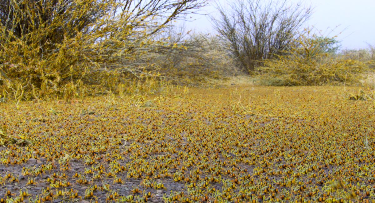 'Our Planet II' premieres June 14th on Netflix.