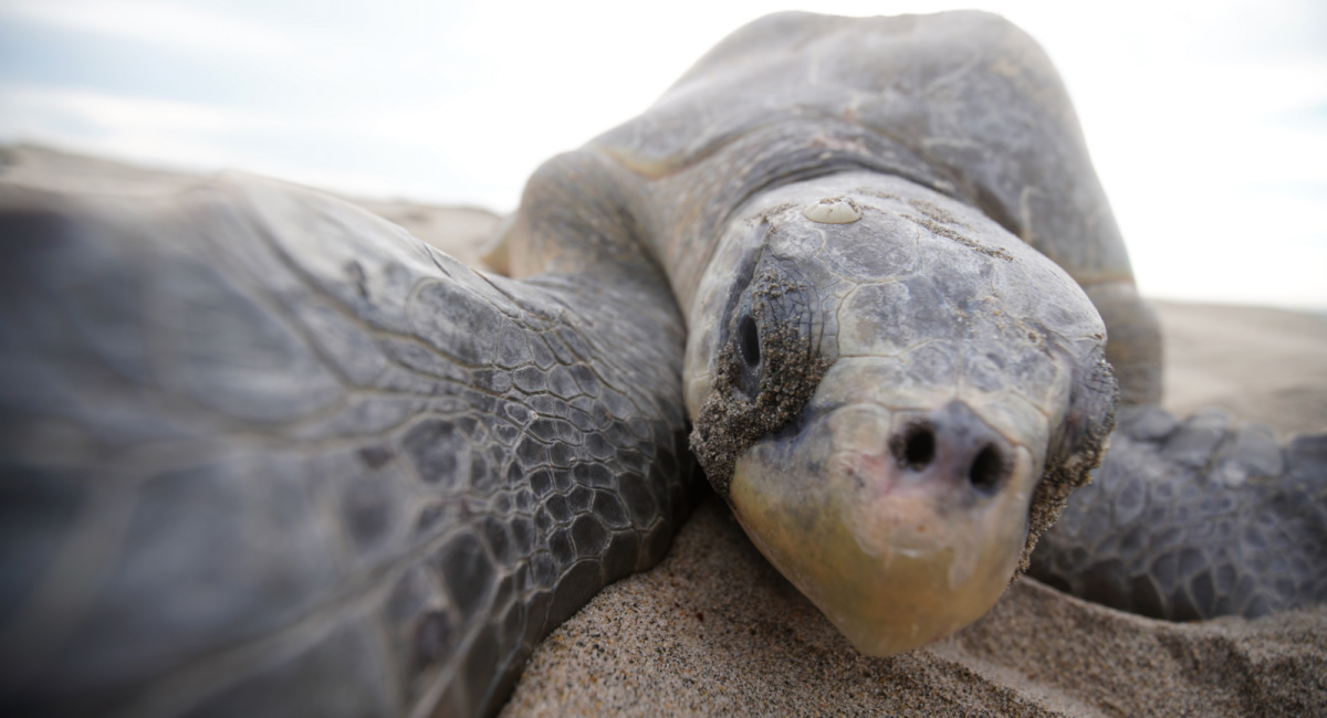 'Our Planet II' premieres June 14th on Netflix.