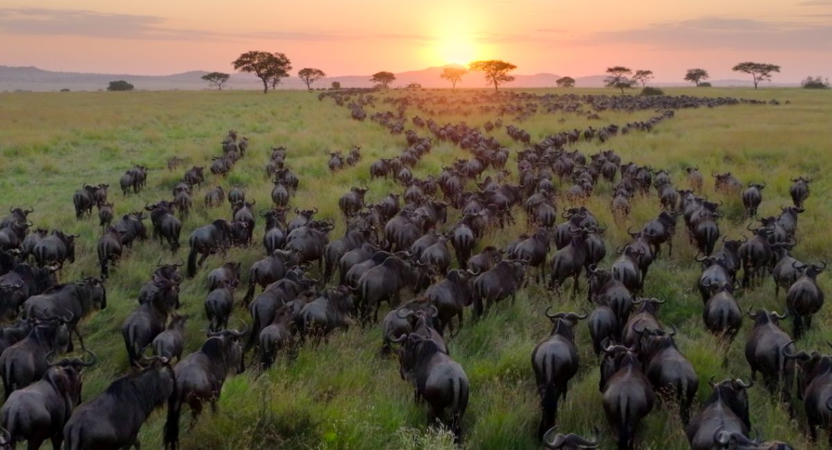 'Our Planet II' premieres June 14th on Netflix.