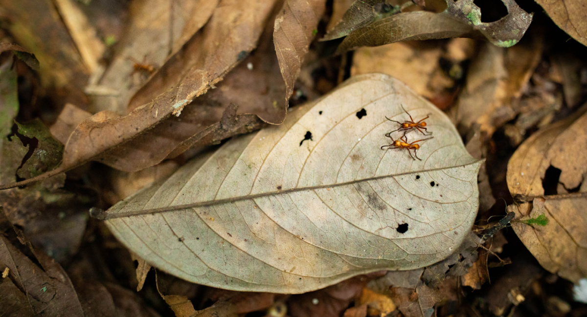 'Our Planet II' premieres June 14th on Netflix.
