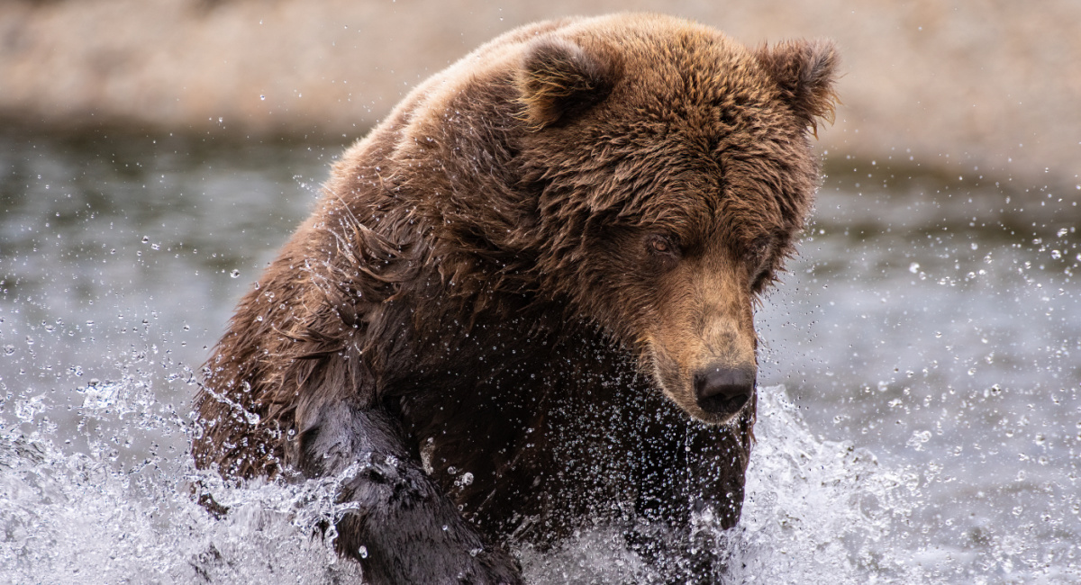 'Our Planet II' premieres June 14th on Netflix.