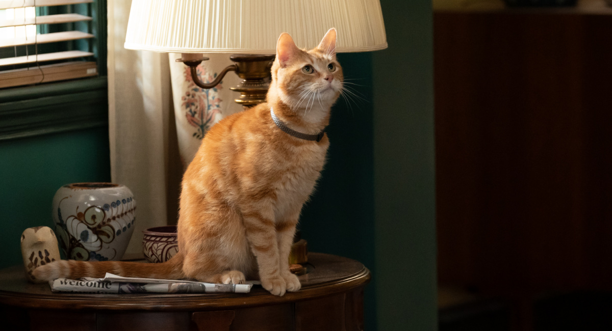 Goose the Flerken in Marvel Studios' 'The Marvels.'