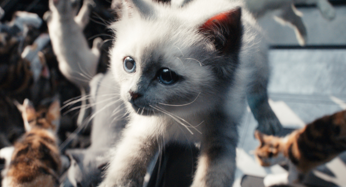 Flerkittens in Marvel Studios' 'The Marvels.'