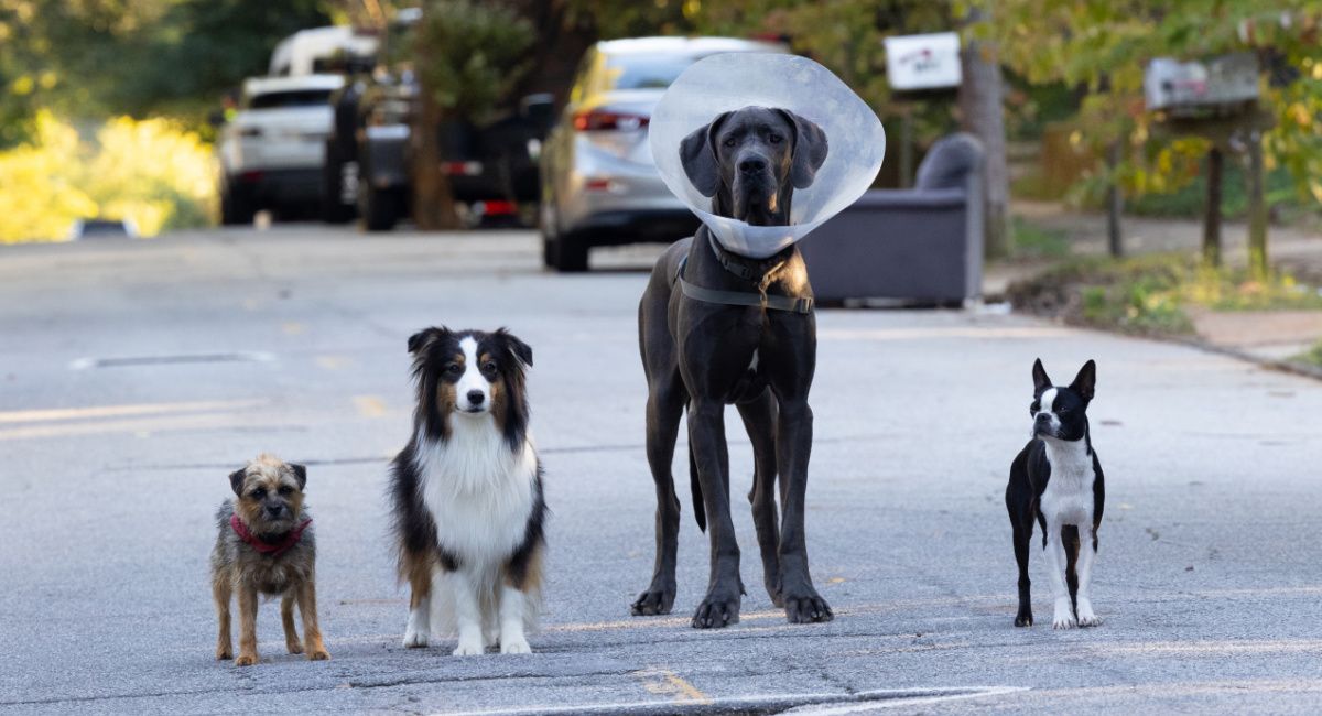 Reggie (Will Ferrell), Maggie (Isla Fisher), Hunter (Randall Park) and Bug (Jamie Foxx) in 'Strays,' directed by Josh Greenbaum.