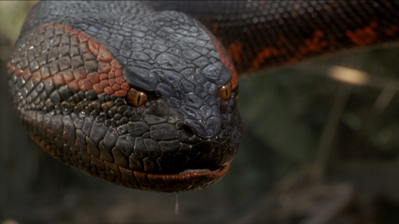 1997's 'Anaconda'. Photo: Sony Pictures Releasing.