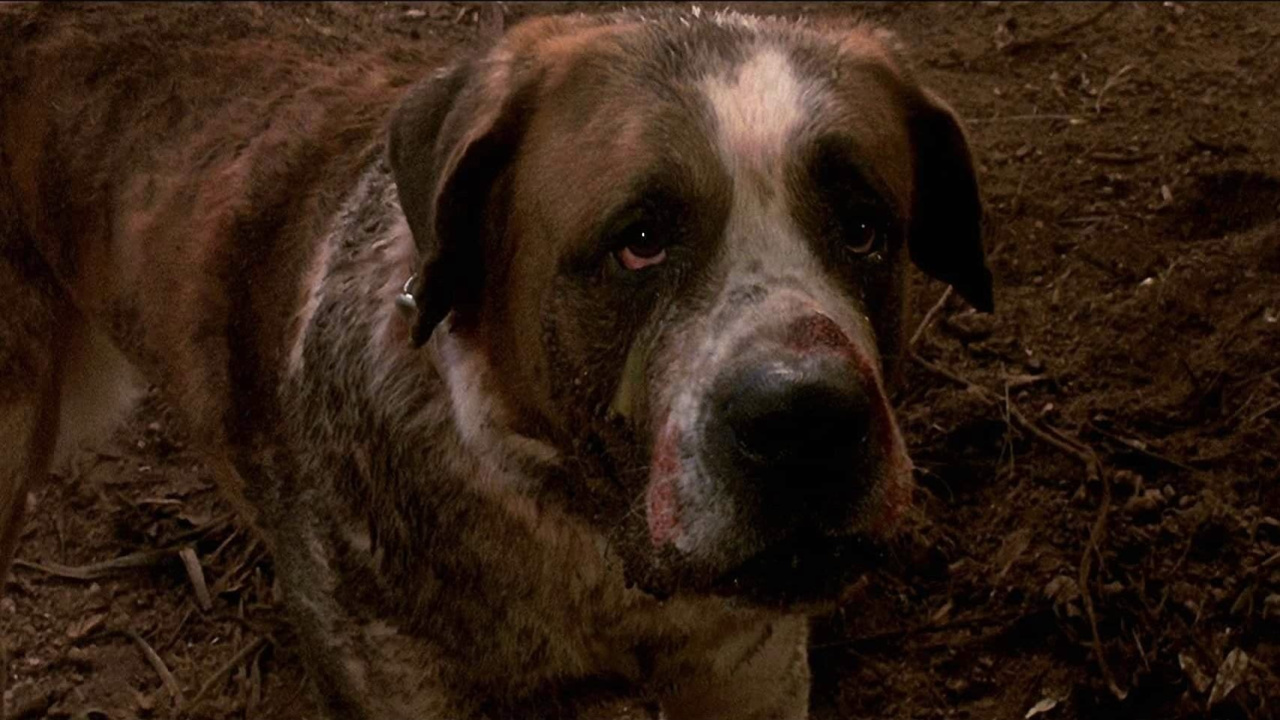 A scene from 'Cujo'. Photo: Warner Bros.