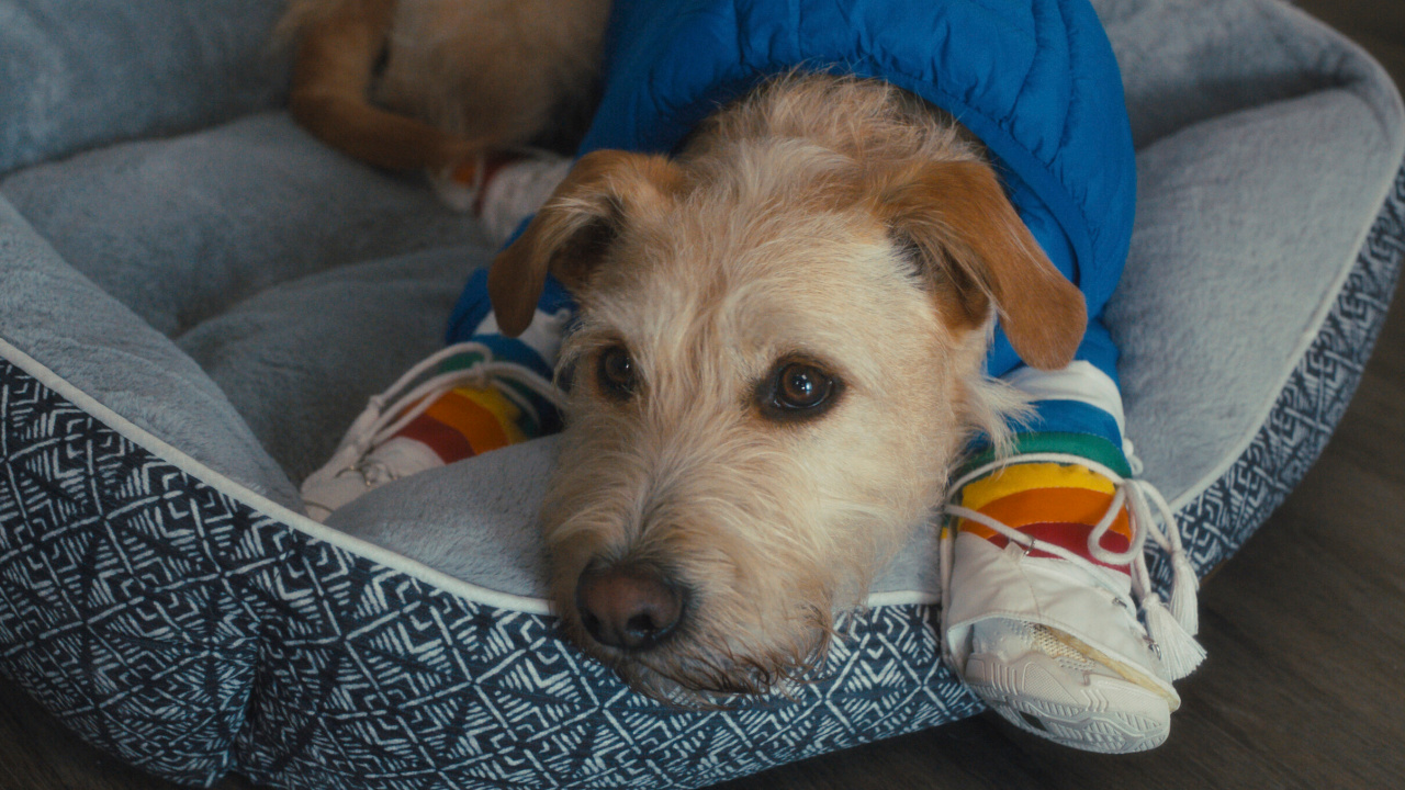 Gus in 'Merv'. Photo Credit: Prime Video. © Amazon Content Services LLC.