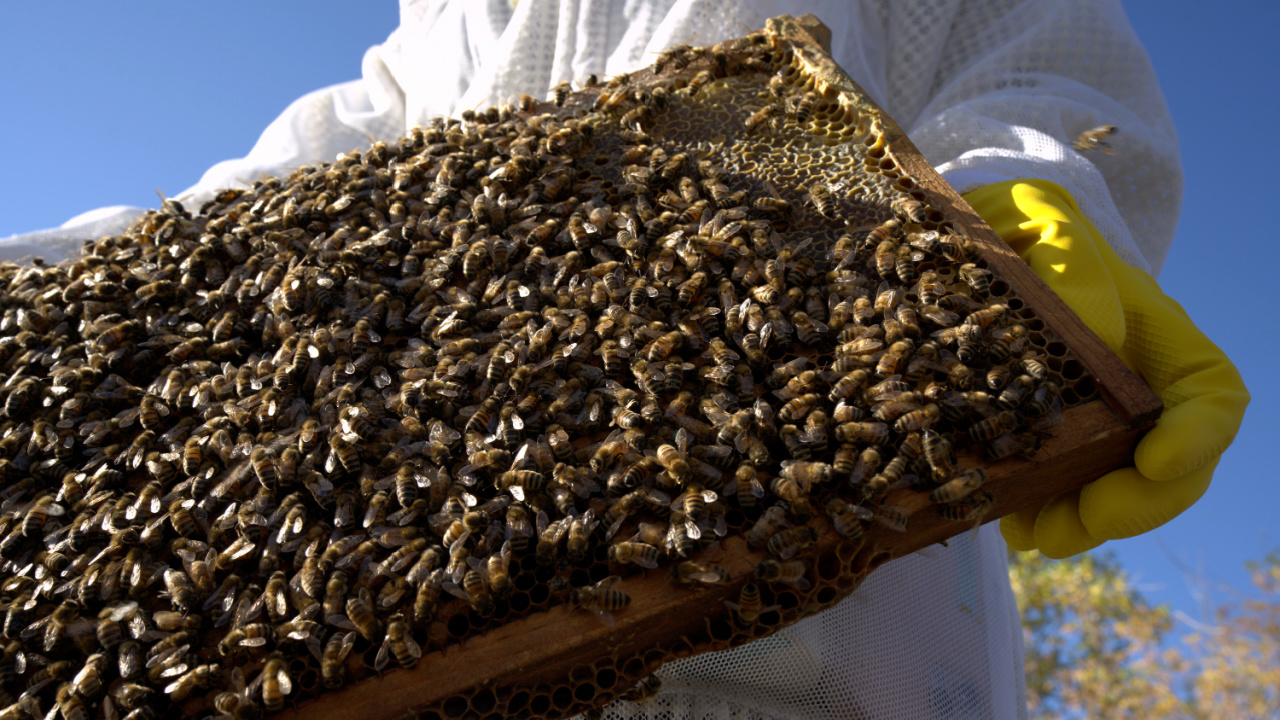 A beekeeper holds a honey frame which has a large group of honey bees on it at the University of Colorado in 'Secrets of Bees'. Photo credit: National Geographic/Ryan Tidman.