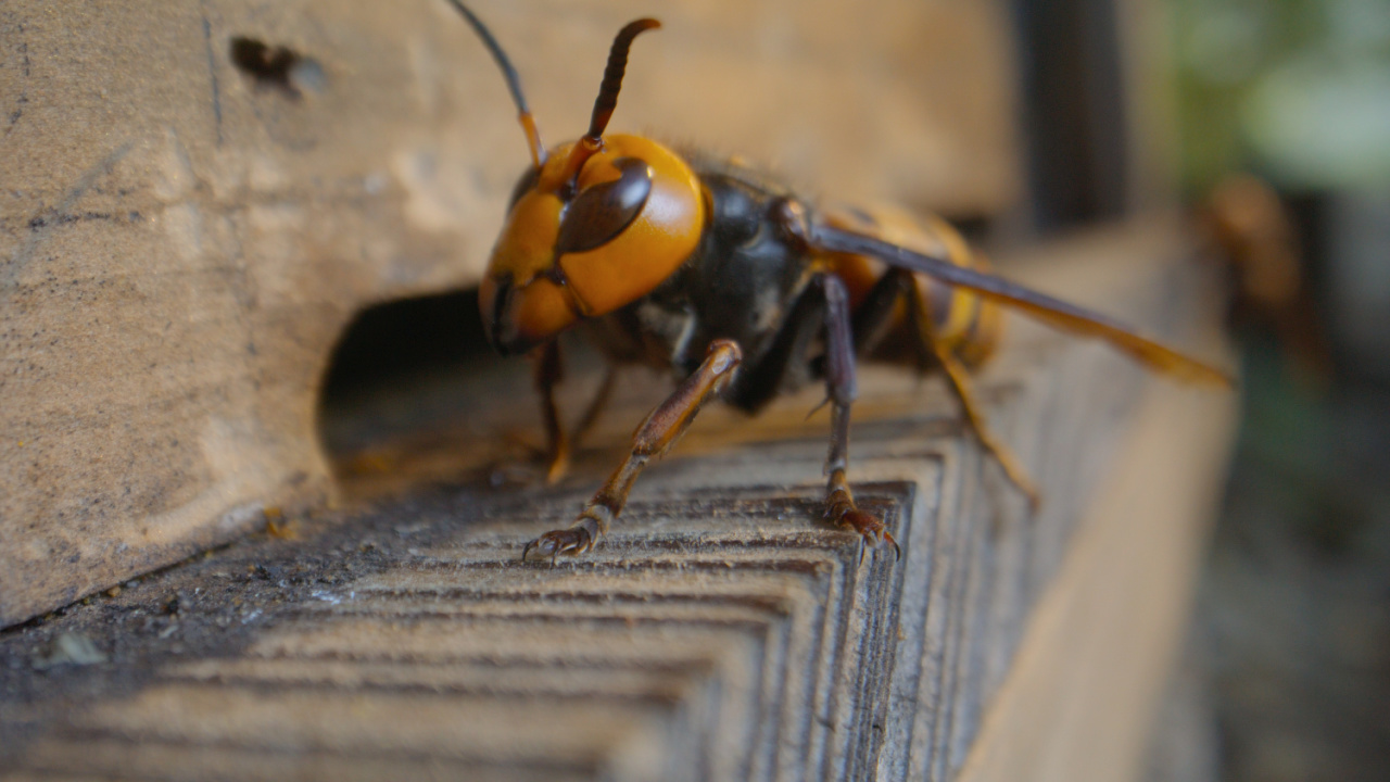 Asian giant Hornet portait at the entrance of an Asian honeybee hive in 'Secrets of Bees'. Photo credit: National Geographic.